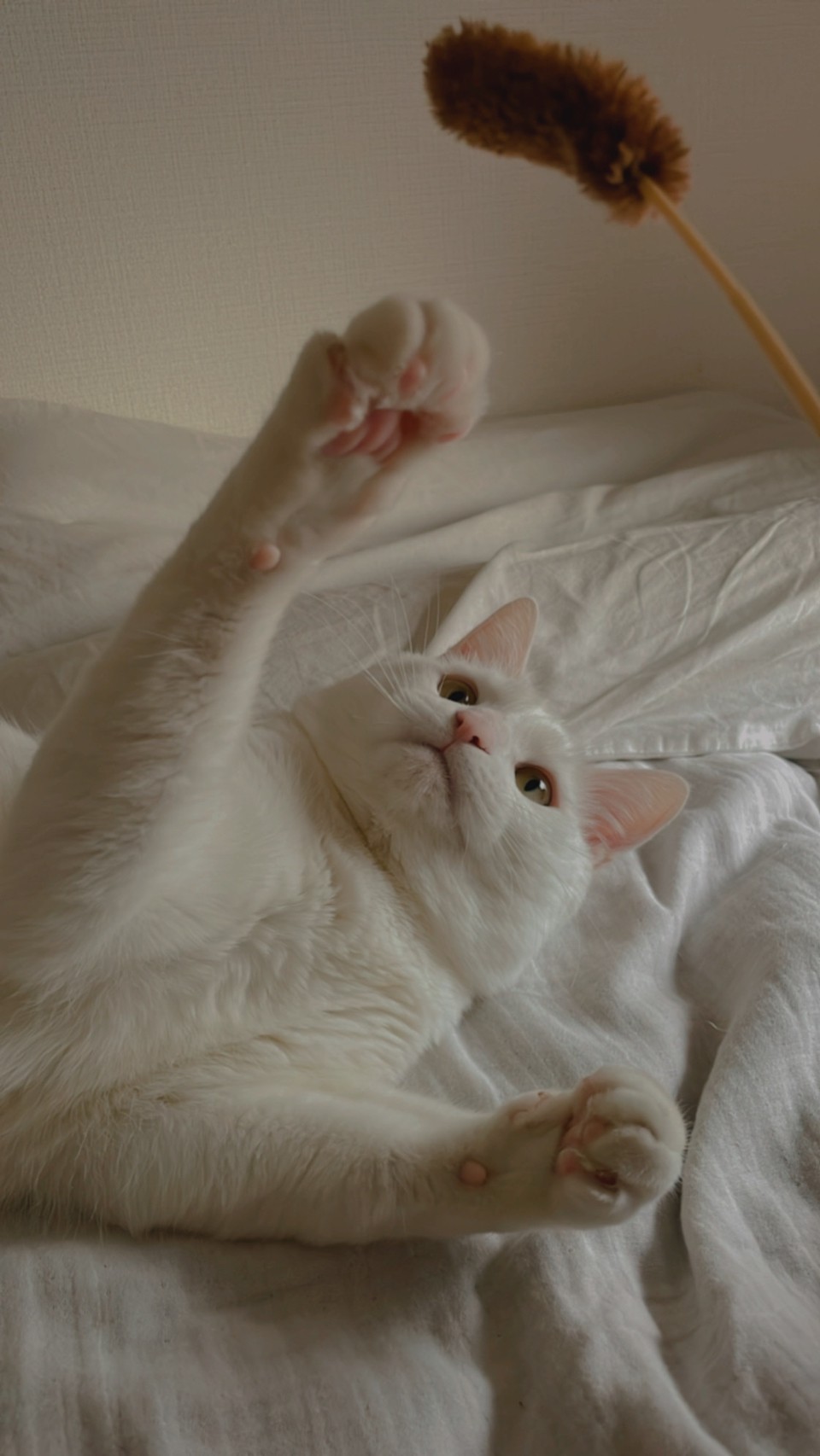 【Soup.+instagramers】rina　愛猫フィリーとの毎日